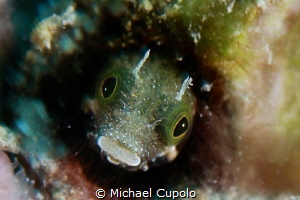 Blenny by Michael Cupolo 